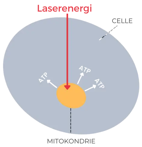 illustration af laserterapiens arbejde på celleniveau