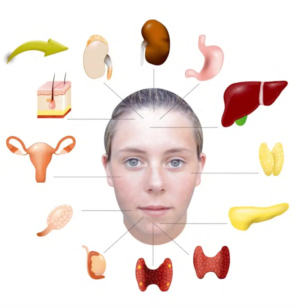 Neuro refleksterapi kan behnadle organer og kirtler